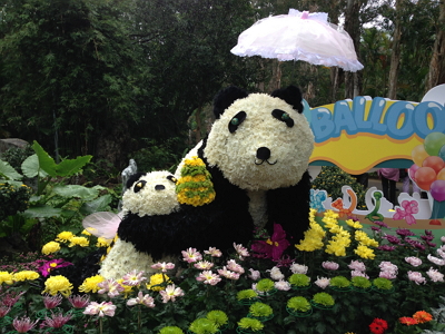Chrysanthemum Display--Panda